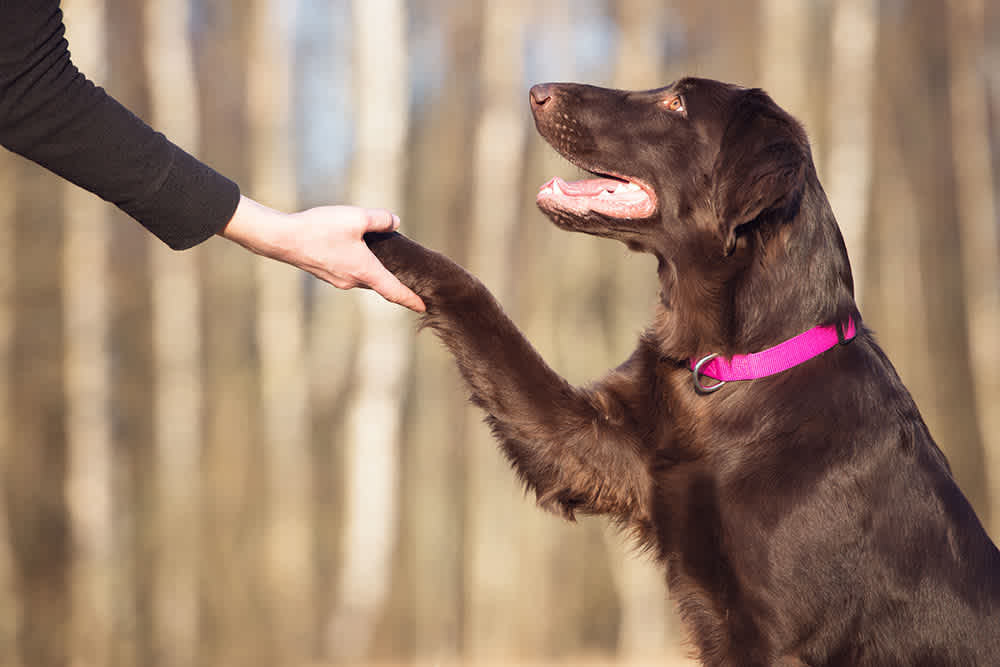 Lifetime Dog Training Support Arizona: A Guide to Raising a Well-Behaved Dog