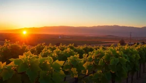 Capture the beauty of Clarksburg, CA vineyards in a sunset panorama.